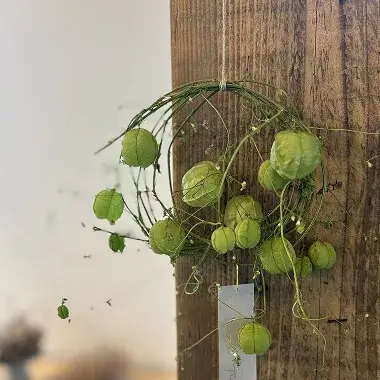 フウセンカズラの画像