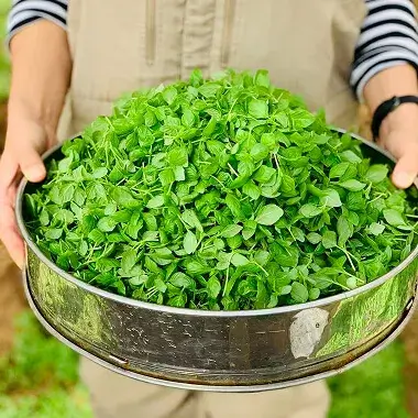 ぺリーラの画像